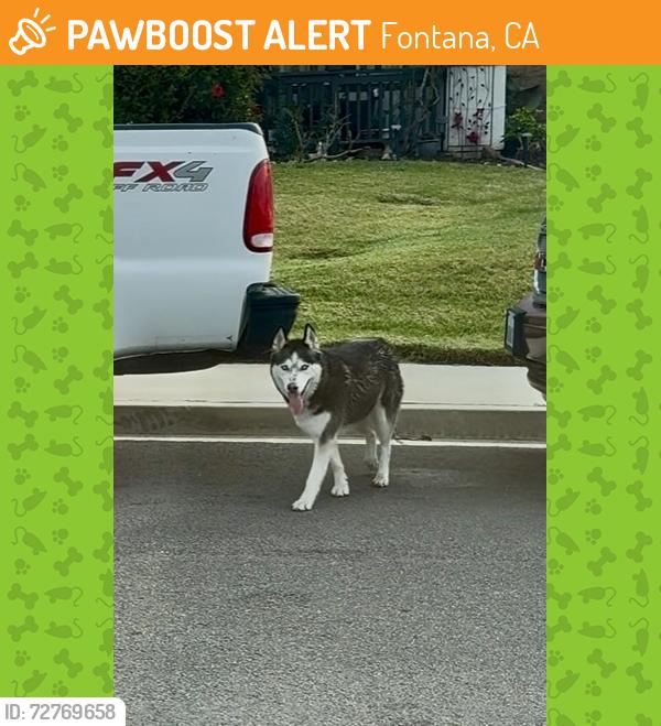 Found/Stray Unknown Dog last seen Hedge Row Ct, Fontana, CA 92336