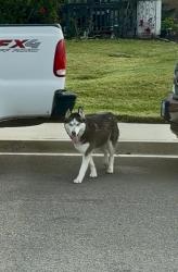 Found/Stray Unknown Dog last seen Hedge Row Ct, Fontana, CA 92336