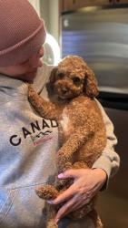 Lost Unknown Dog last seen Westminster hwy and Arcadia rd, Richmond, BC V6X 1A8
