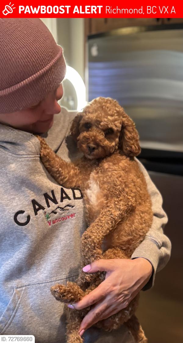 Lost Unknown Dog last seen Westminster hwy and Arcadia rd, Richmond, BC V6X 1A8