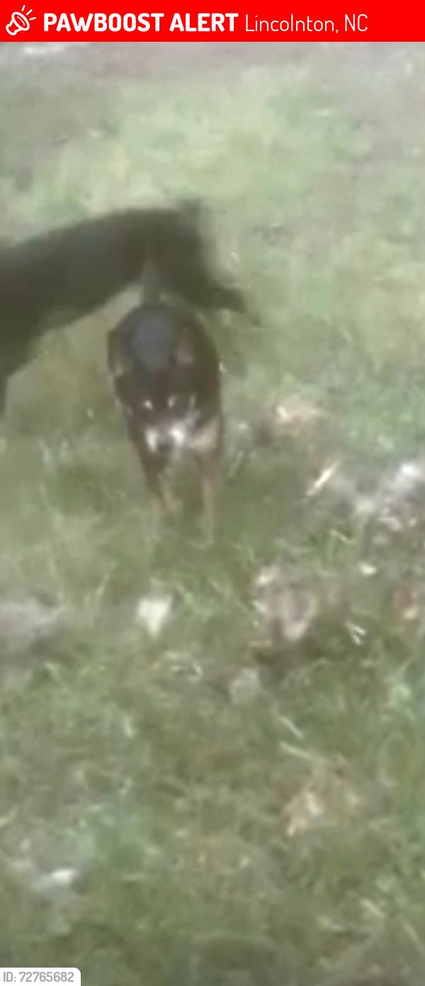 Lost Male Dog last seen Dallas Cherryville hwy North Carolina, Lincolnton, NC 28092