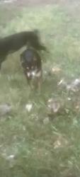Lost Male Dog last seen Dallas Cherryville hwy North Carolina , Lincolnton, NC 28092