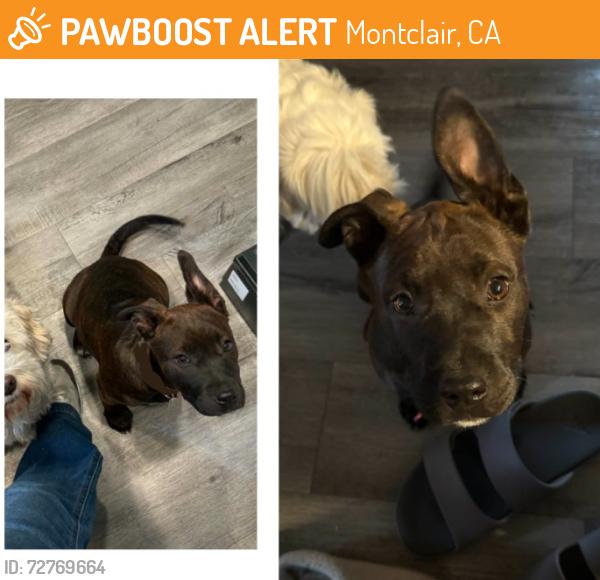 Found/Stray Female Dog last seen E 1st St & Kadota MONTCLAIR / POMONA CA , Montclair, CA 91763