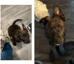 Found/Stray Female Dog last seen E 1st St & Kadota MONTCLAIR / POMONA CA , Montclair, CA 91763