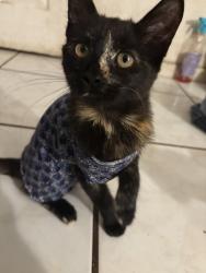 Lost Female Cat last seen Near nw 13th street , Sunrise, FL 33313