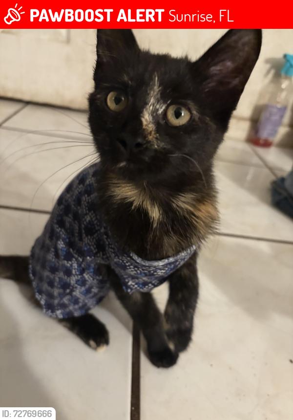 Lost Female Cat last seen Near nw 13th street , Sunrise, FL 33313