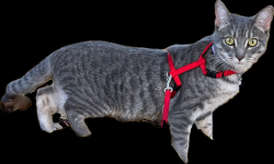 Lost Female Cat last seen NW West Union & NW Jackson Quarry Rd (Helvetia area), Hillsboro, OR 97124