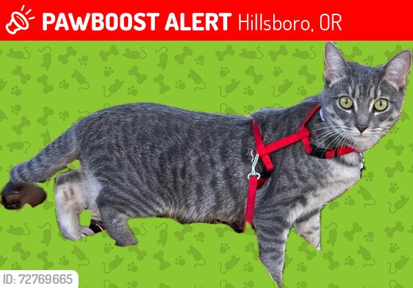 Lost Female Cat last seen NW West Union & NW Jackson Quarry Rd (Helvetia area), Hillsboro, OR 97124