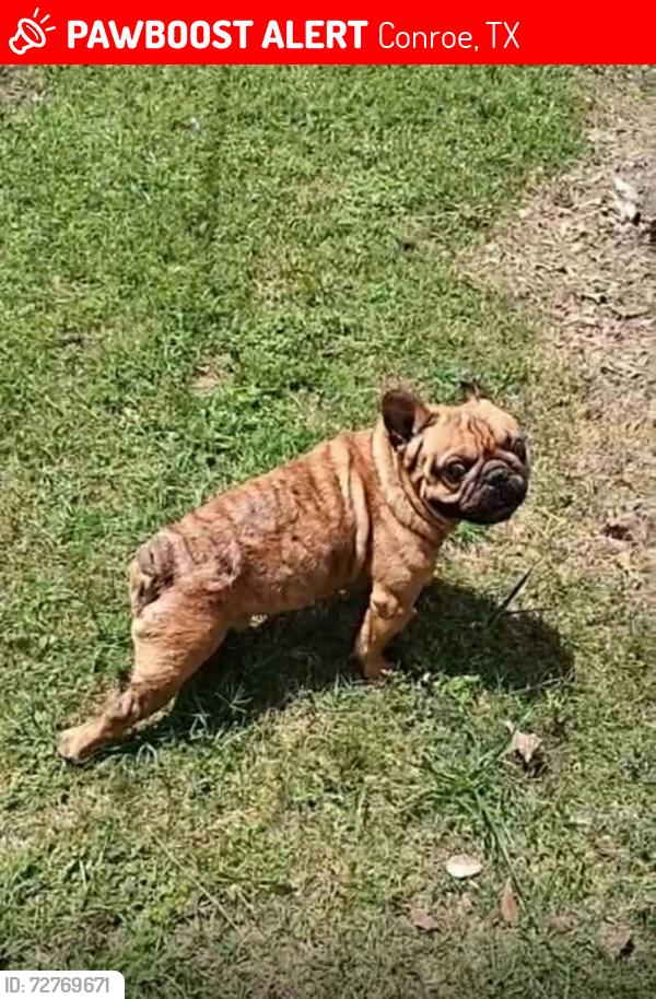 Lost Male Dog last seen Conroe Texas , Conroe, TX 77301