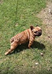 Lost Male Dog last seen Conroe Texas , Conroe, TX 77301