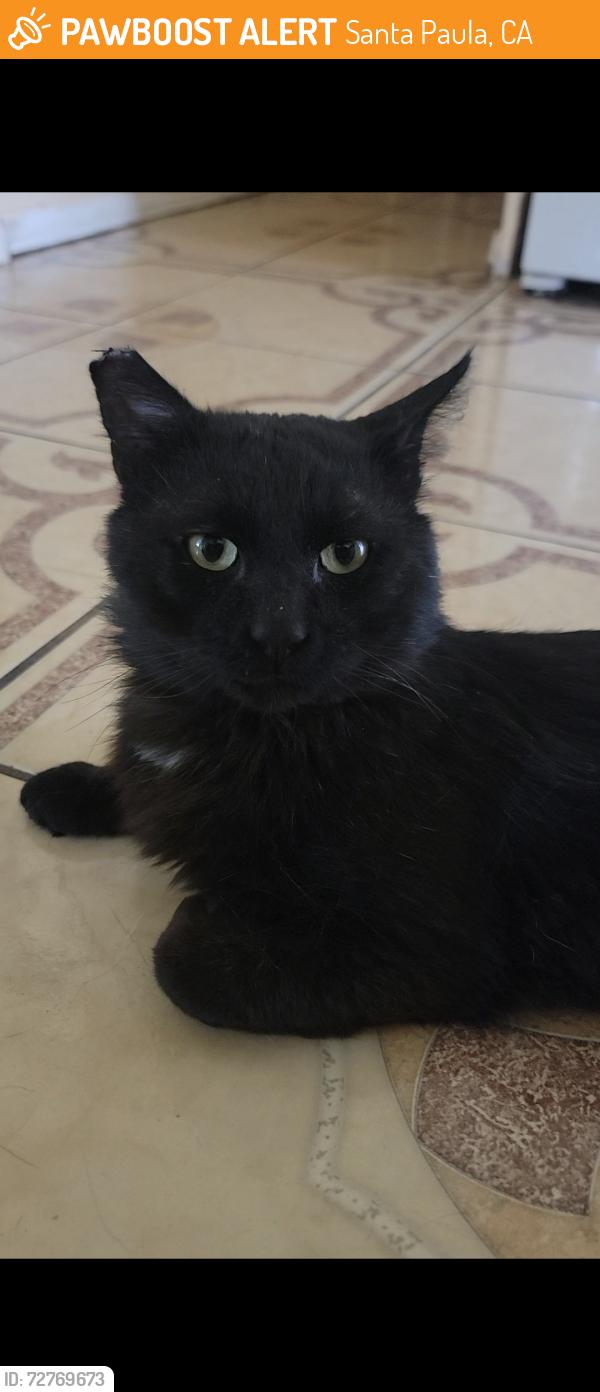 Found/Stray Male Cat last seen Sunny St, Santa Paula, CA 93060