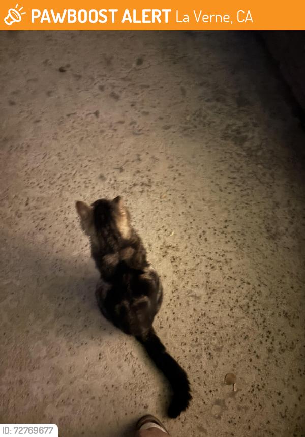 Found/Stray Male Cat last seen Bell , La Verne, CA 91750