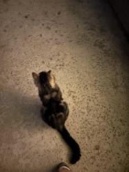 Found/Stray Male Cat last seen Bell , La Verne, CA 91750