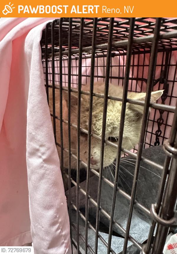 Found/Stray Unknown Cat last seen Double R Blvd and Maestro, Reno, NV 89511