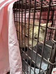 Found/Stray Unknown Cat last seen Double R Blvd and Maestro, Reno, NV 89511