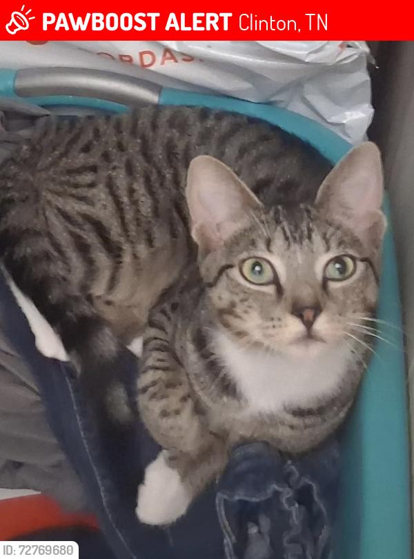 Lost Male Cat last seen North Clinton Elementary , Clinton, TN 37716