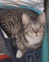 Lost Male Cat last seen North Clinton Elementary , Clinton, TN 37716