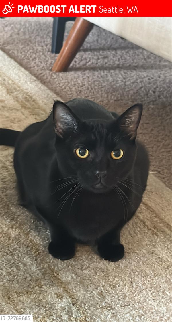 Lost Male Cat last seen MLK Jr way s and Dearborn , Seattle, WA 98144
