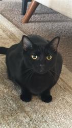 Lost Male Cat last seen MLK Jr way s and Dearborn , Seattle, WA 98144