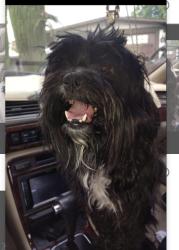 Found/Stray Male Dog last seen Lark Ellen, West Covina, CA 91790
