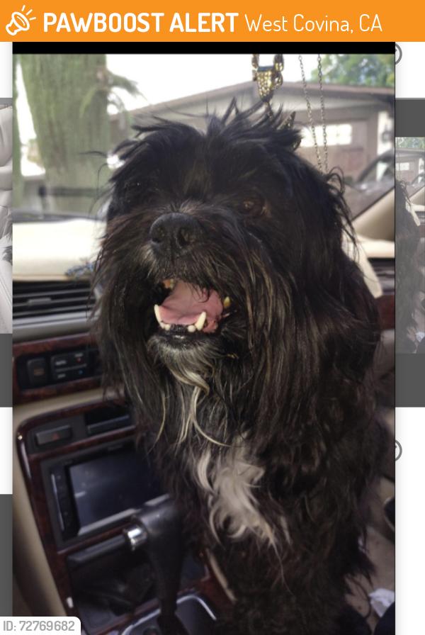 Found/Stray Male Dog last seen Lark Ellen, West Covina, CA 91790
