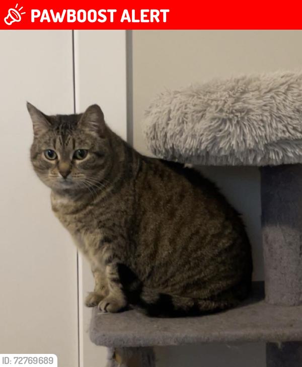 Lost Female Cat last seen Near 112 ave, Maple Ridge, BC V2W 1H5