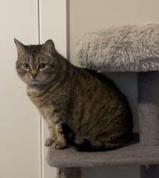 Lost Female Cat last seen Near 112 ave, Maple Ridge, BC V2W 1H5