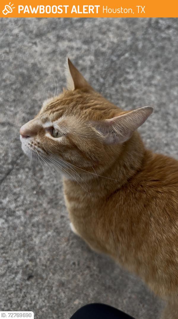 Found/Stray Unknown Cat last seen In copper grove , Houston, TX 77095