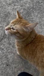Found/Stray Unknown Cat last seen In copper grove , Houston, TX 77095