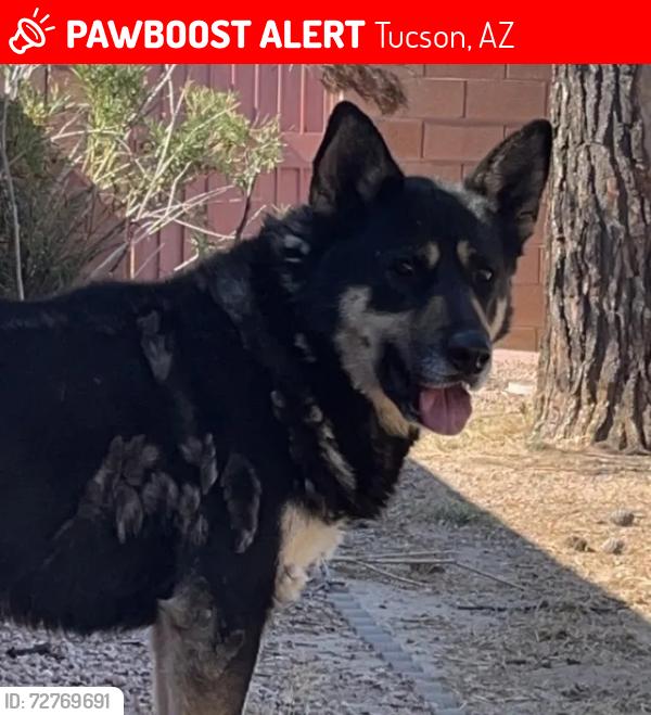 Lost Female Dog last seen river and oracle , Tucson, AZ 85741