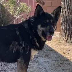 Lost Female Dog last seen river and oracle , Tucson, AZ 85741
