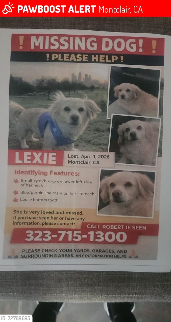 Lost Female Dog last seen Mills , Montclair, CA 91763