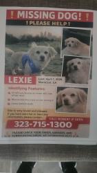 Lost Female Dog last seen Mills , Montclair, CA 91763