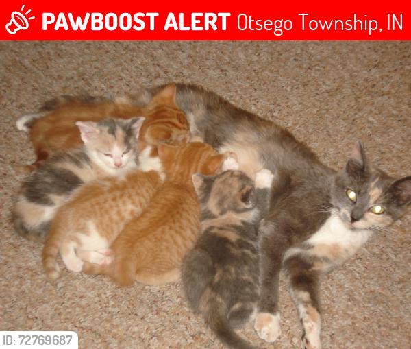 Lost Female Cat last seen Ball Lake Hamilton, in, Otsego Township, IN 46742