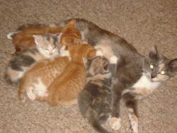 Lost Female Cat last seen Ball Lake Hamilton, in, Otsego Township, IN 46742