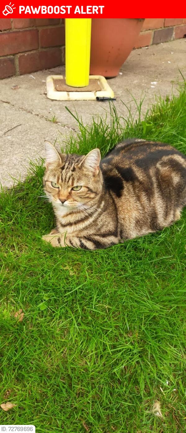 Lost Female Cat last seen Selly oak, West Midlands, England B29