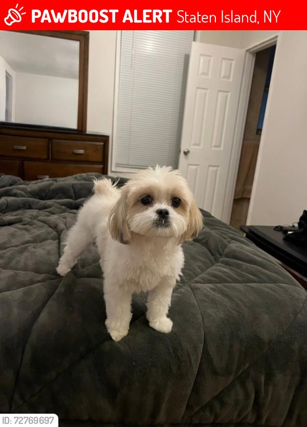 Lost Female Dog last seen Tompkins and Hope ave  Staten Island ny, Staten Island, NY 10304