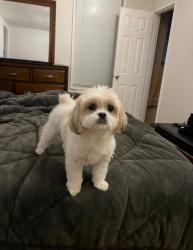Lost Female Dog last seen Tompkins and Hope ave  Staten Island ny, Staten Island, NY 10304