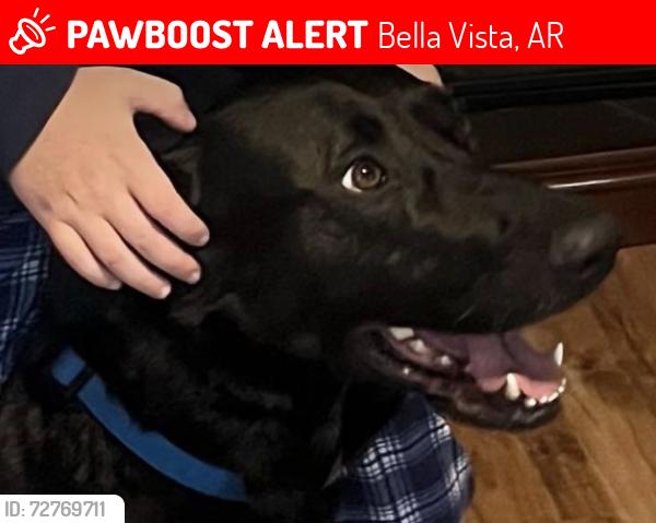Lost Male Dog last seen Chelsea and Oldham, Bella Vista, AR 72715