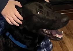 Lost Male Dog last seen Chelsea and Oldham, Bella Vista, AR 72715
