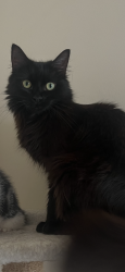Lost Female Cat last seen Grand arch way and bewley way Berwick , Berwick, VIC 3806
