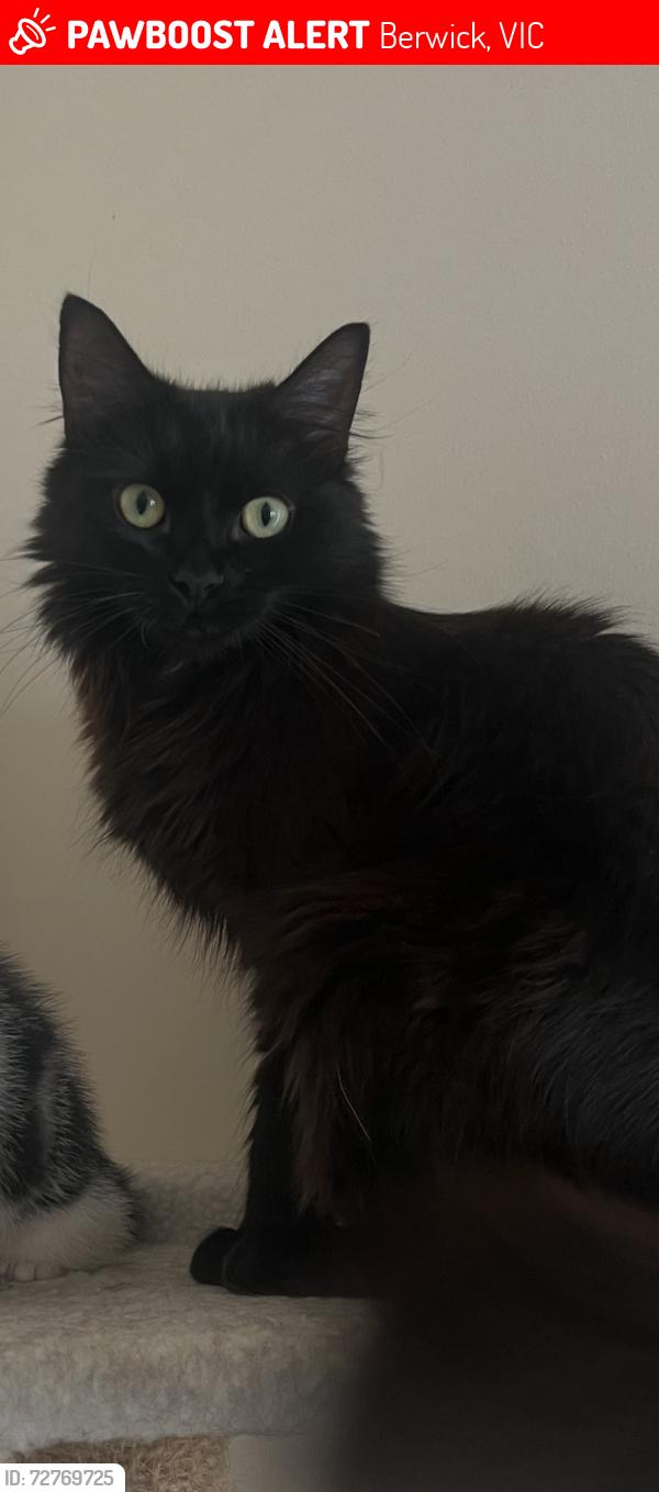 Lost Female Cat last seen Grand arch way and bewley way Berwick, Berwick, VIC 3806