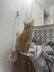 Lost Male Cat last seen Broadway and Chadbourne , Millbrae, CA 94030