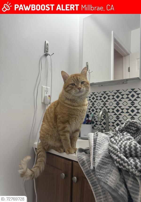 Lost Male Cat last seen Broadway and Chadbourne , Millbrae, CA 94030