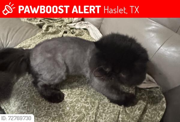 Lost Male Cat last seen Tanglebrush Trail, Haslet, TX 76052