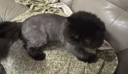 Lost Male Cat last seen Tanglebrush Trail, Haslet, TX 76052
