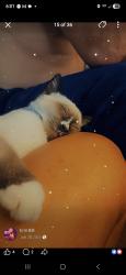 Lost Male Cat last seen Schueler rd case cove, Candler, NC 28715