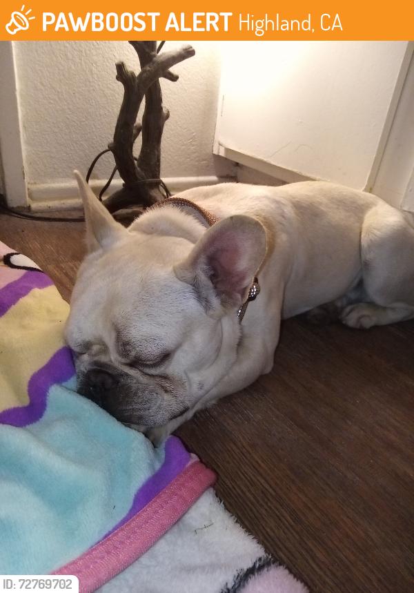 Found/Stray Male Dog last seen 9th St. & Cunningham, Highland, CA 92346