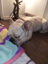 Found/Stray Male Dog last seen 9th St. & Cunningham, Highland, CA 92346