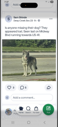 Lost Male Dog last seen Midway and 41, Port Charlotte, FL 33952